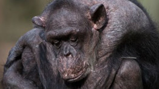 Famous chimpanzee passes away at very old age