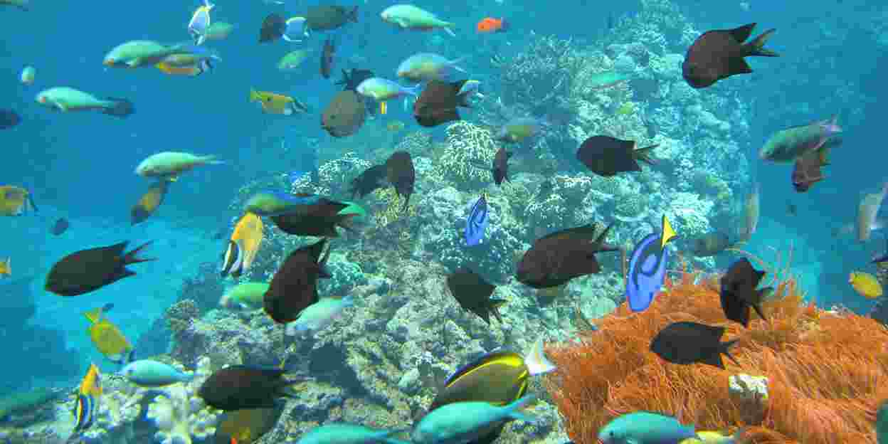 Using knowledge of corals to restore coral reefs