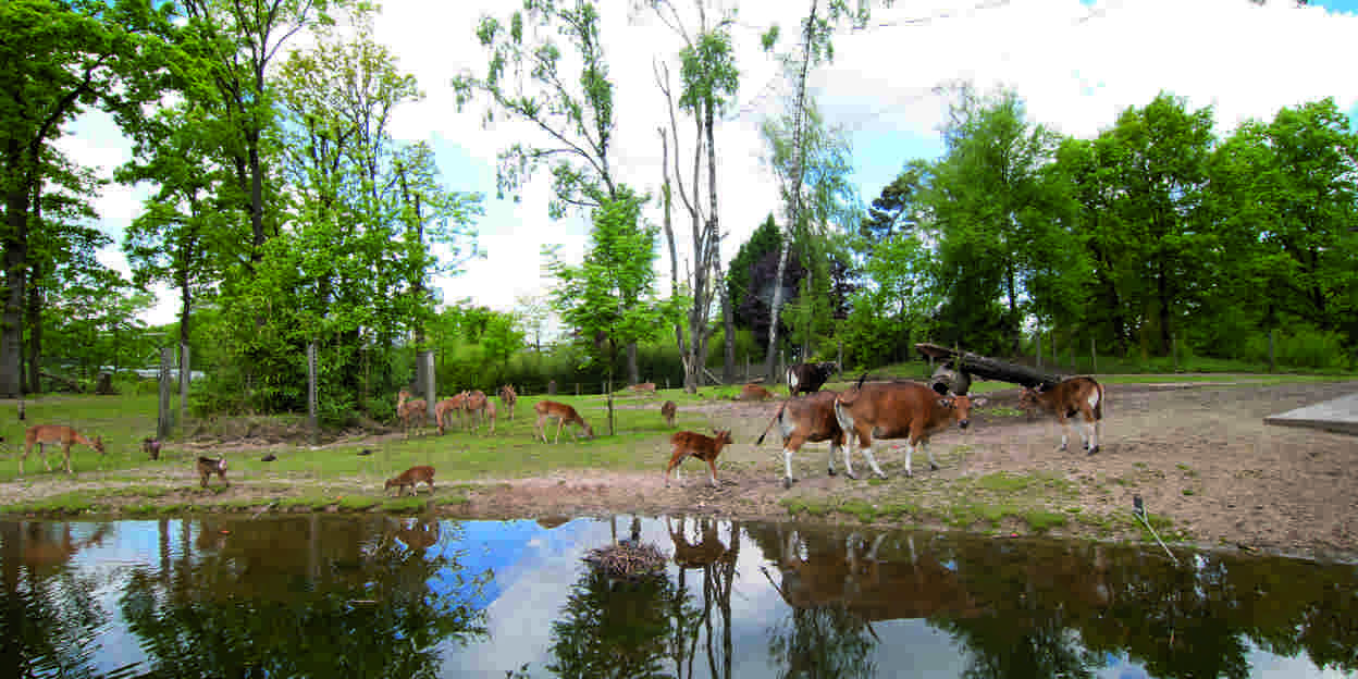 What is an eco-display? The Rimba