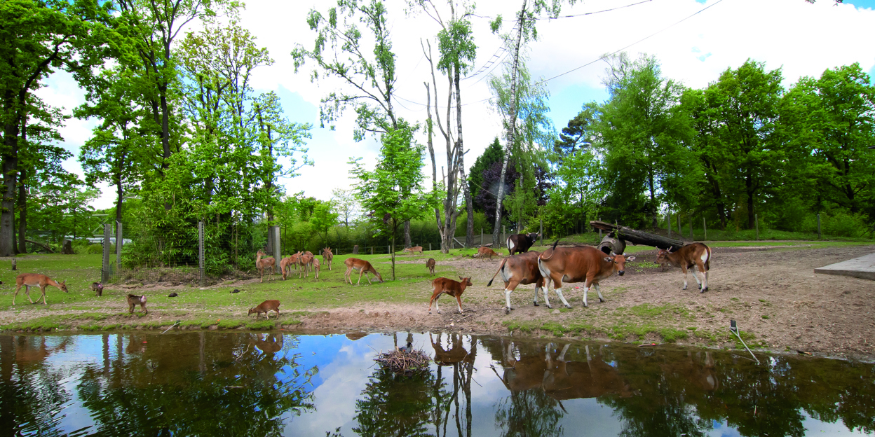 What is an eco-display? The Rimba