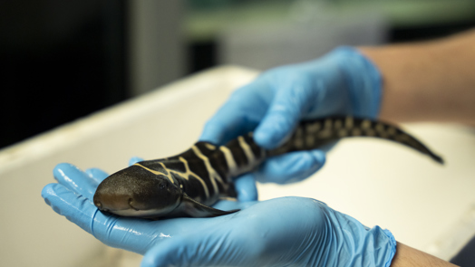 Male or no male: Zebra shark breeding successful