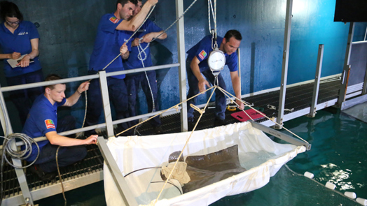 Virile eagle ray leaves for Copenhagen