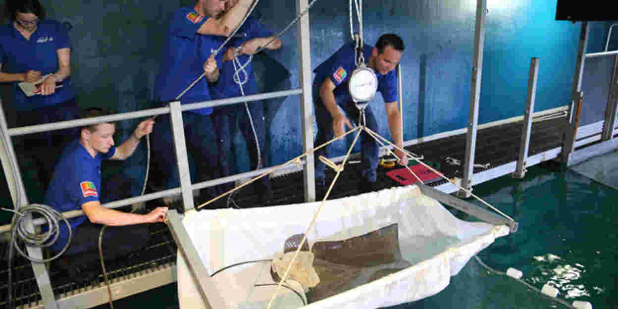 Virile eagle ray leaves for Copenhagen