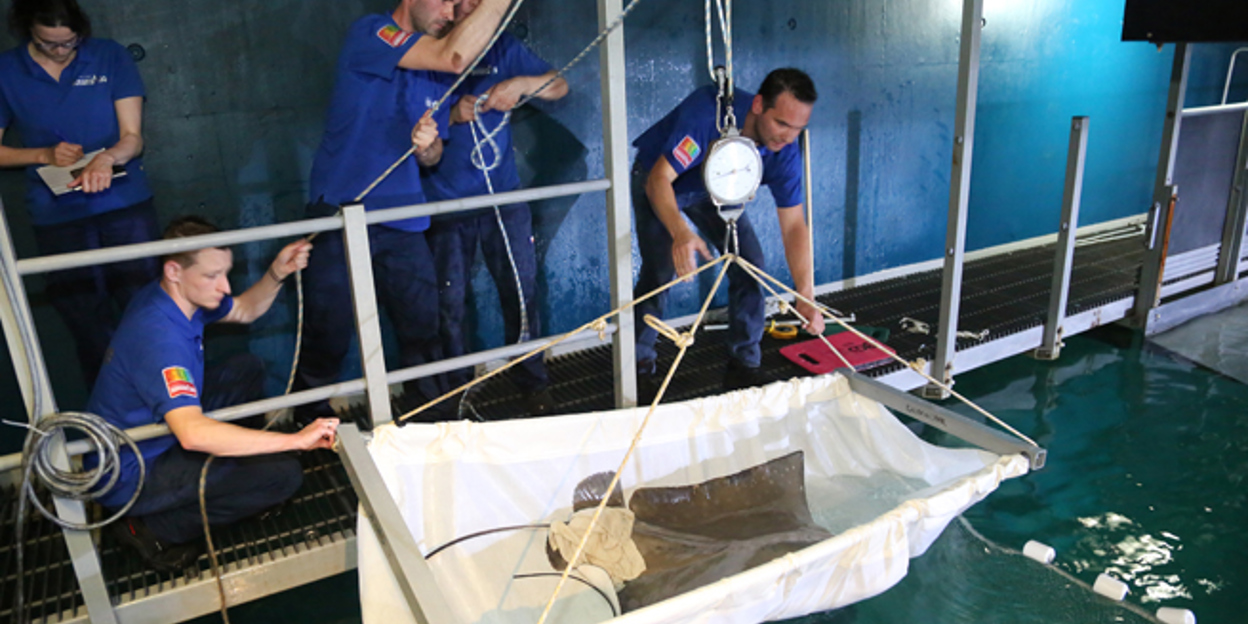 Virile eagle ray leaves for Copenhagen