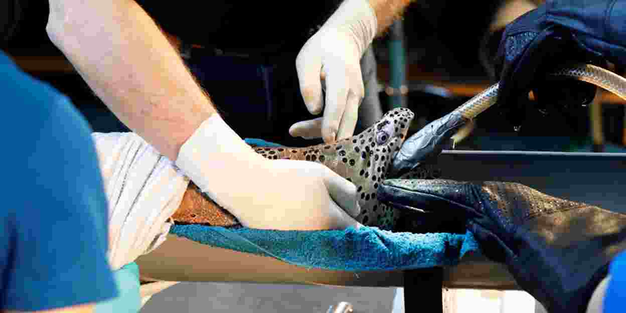Internationally pioneering work: moray eel under the knife