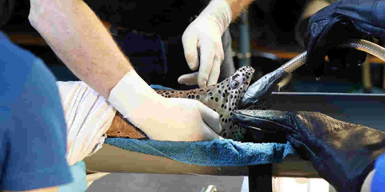 Internationally pioneering work: moray eel under the knife