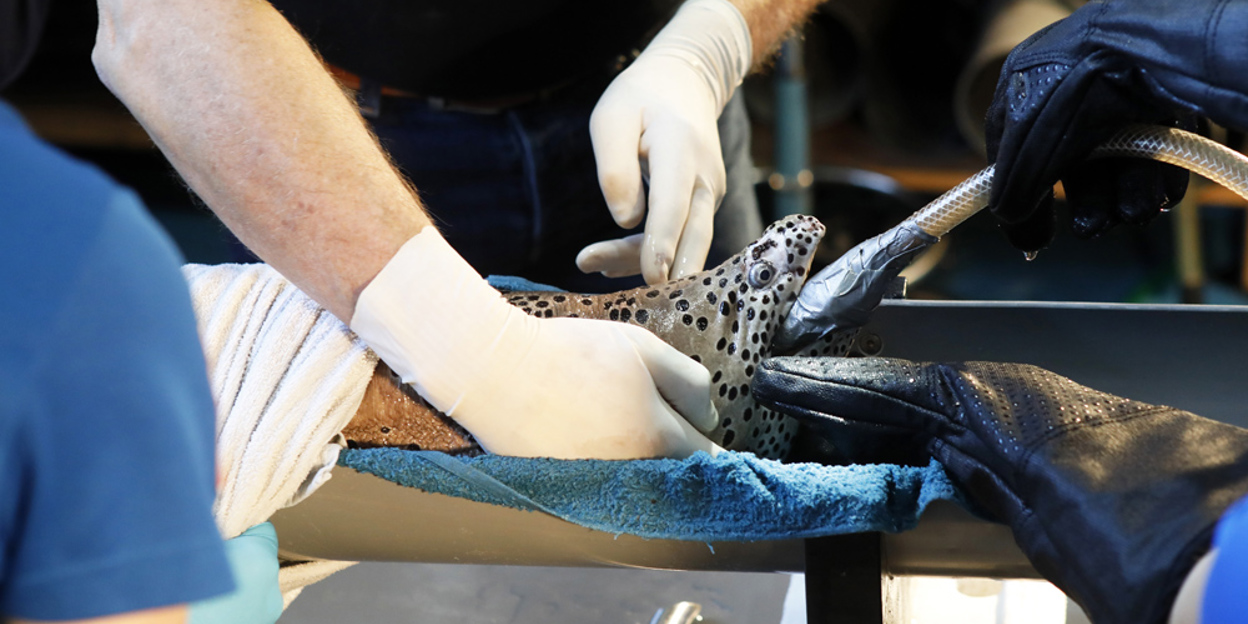 Internationally pioneering work: moray eel under the knife
