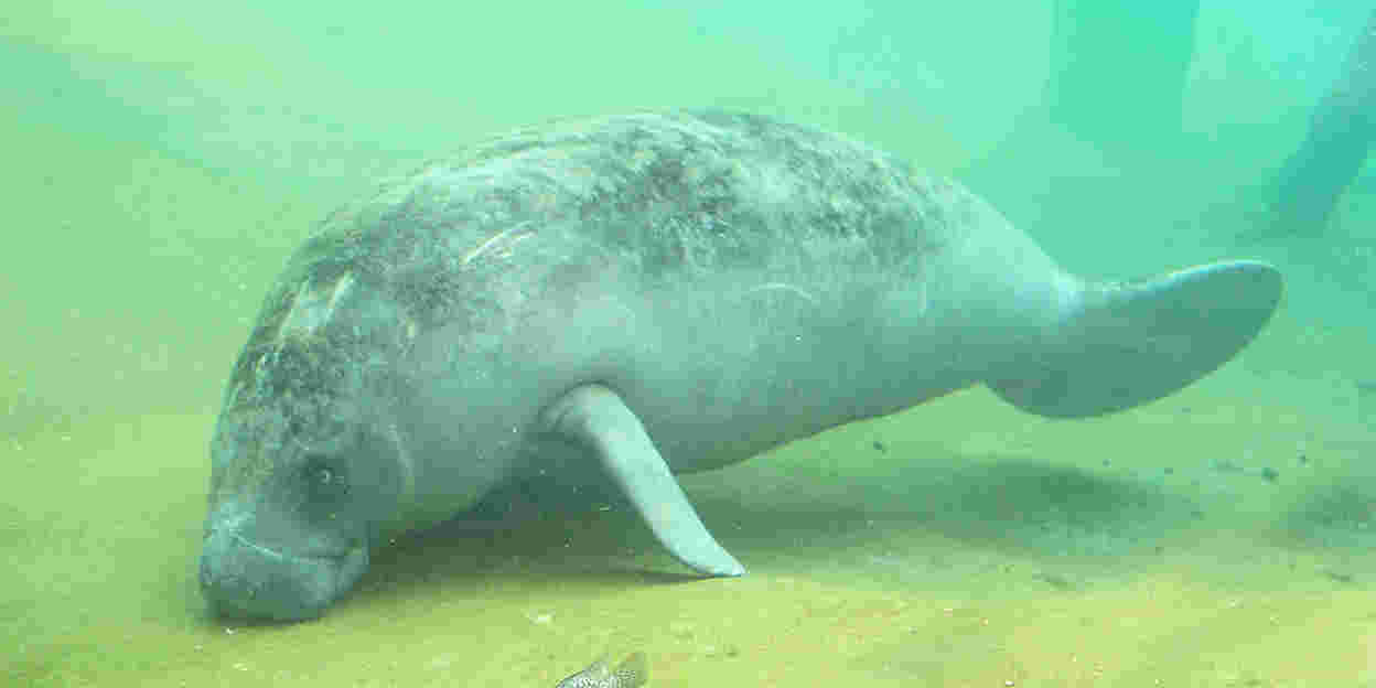 Is that a manatee?