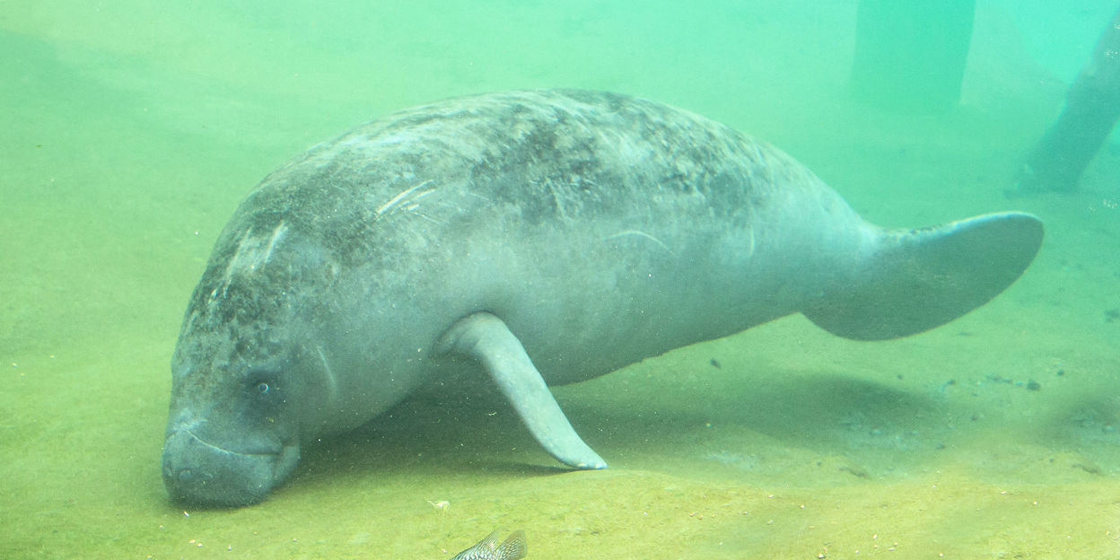 Is that a manatee?