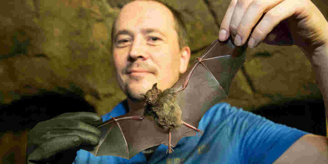 Male Bats ready for bachelorhood