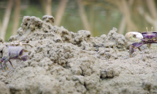 Burgers' Mangrove