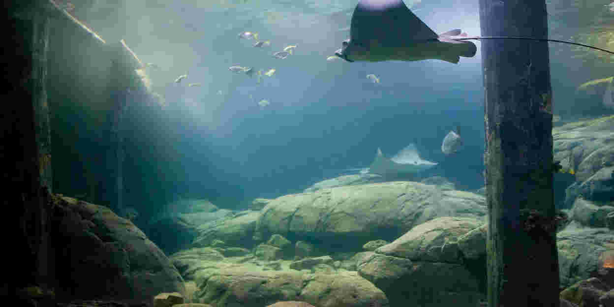 Ocean team catches 21-kilogram adult eagle ray