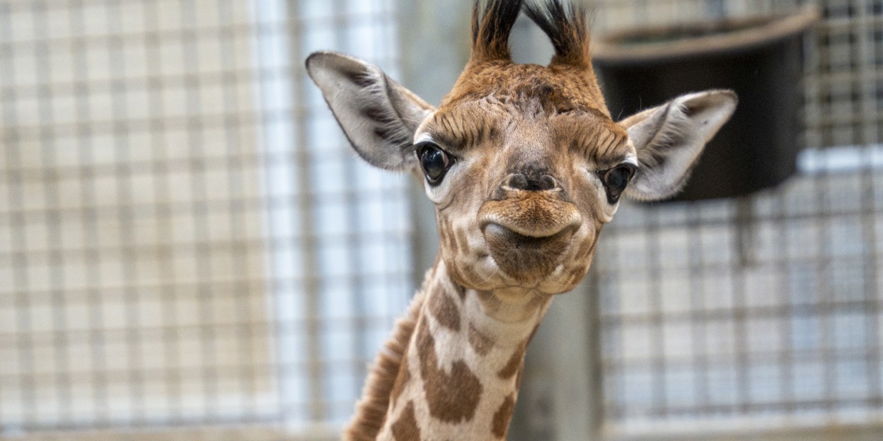 Giraffe at Burgers' Zoo births first calf