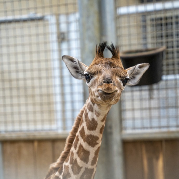 Giraffe at Burgers' Zoo births first calf