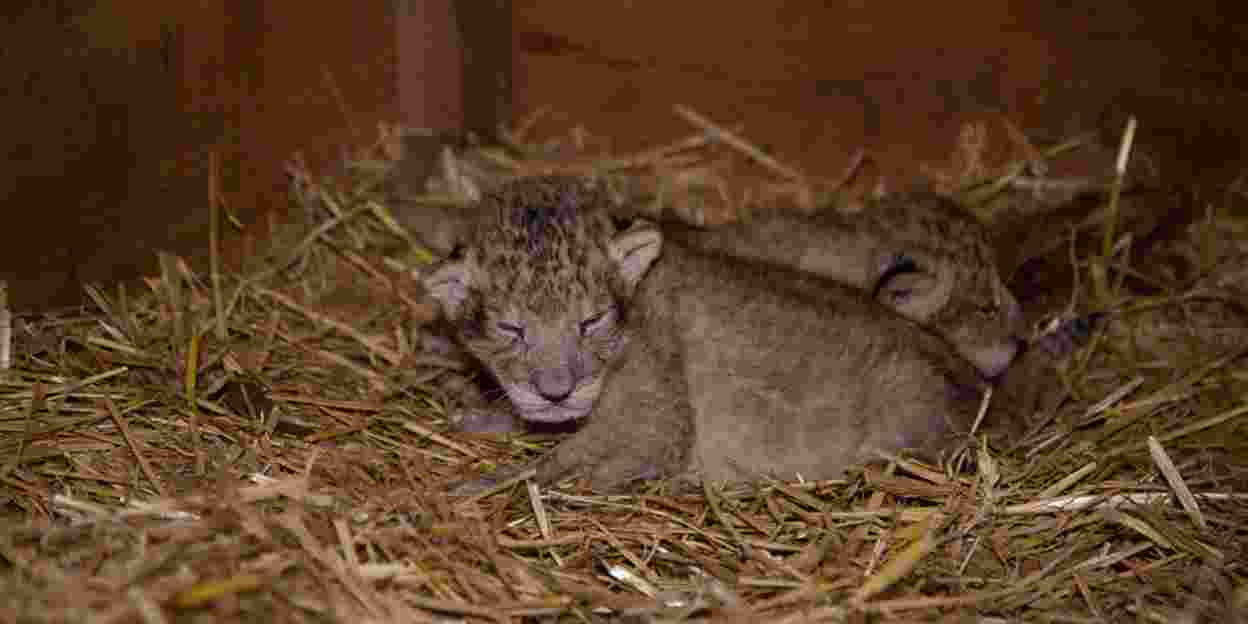Arnhem lioness gives birth to triplets