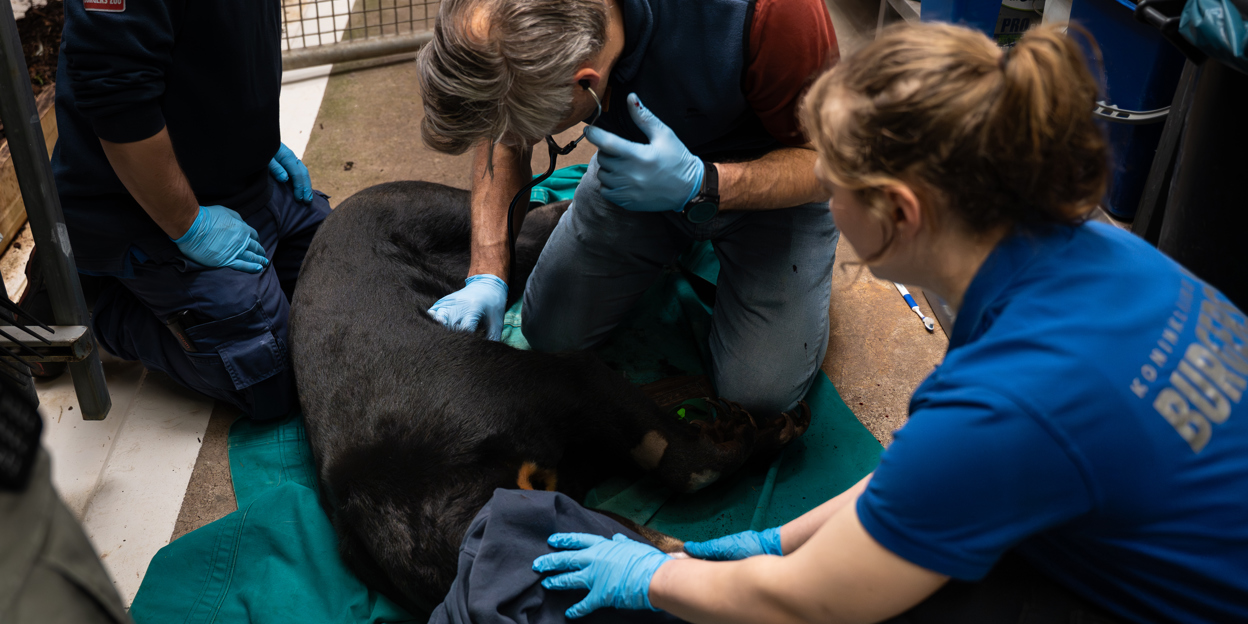 Sun bear swap to facilitate breeding