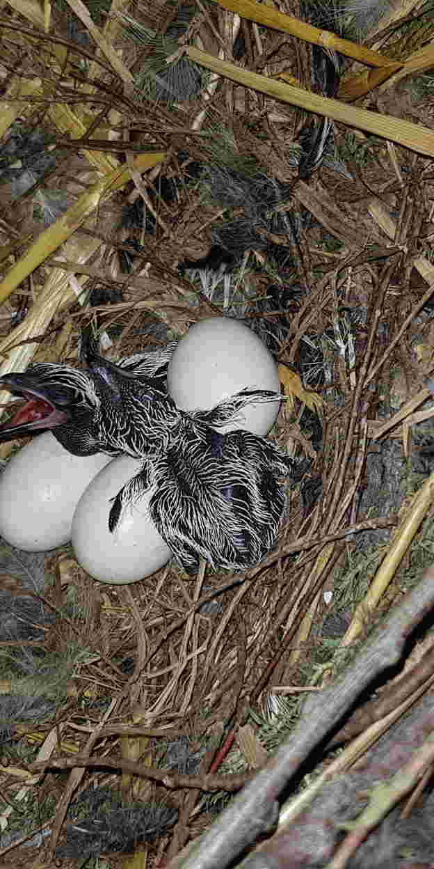 Brooding roadrunners reward resourceful caretakers