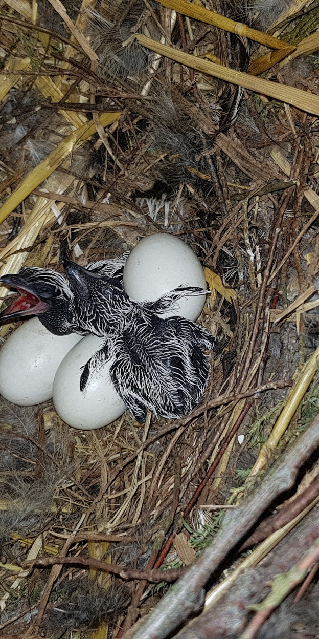 Brooding roadrunners reward resourceful caretakers