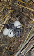 Brooding roadrunners reward resourceful caretakers