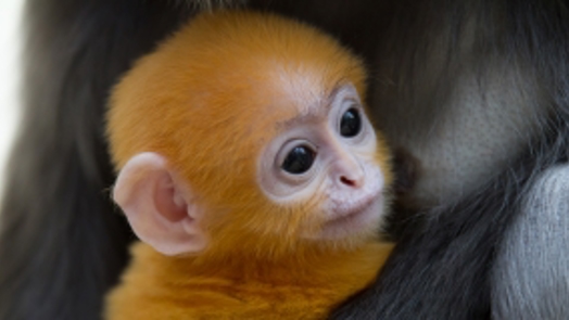 Orange dusky leave monkey born!