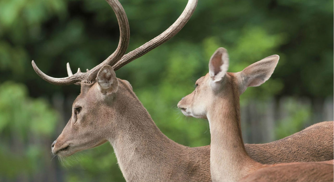 In the spotlight Eld s Deer