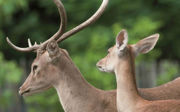 In the spotlight: Eld’s Deer