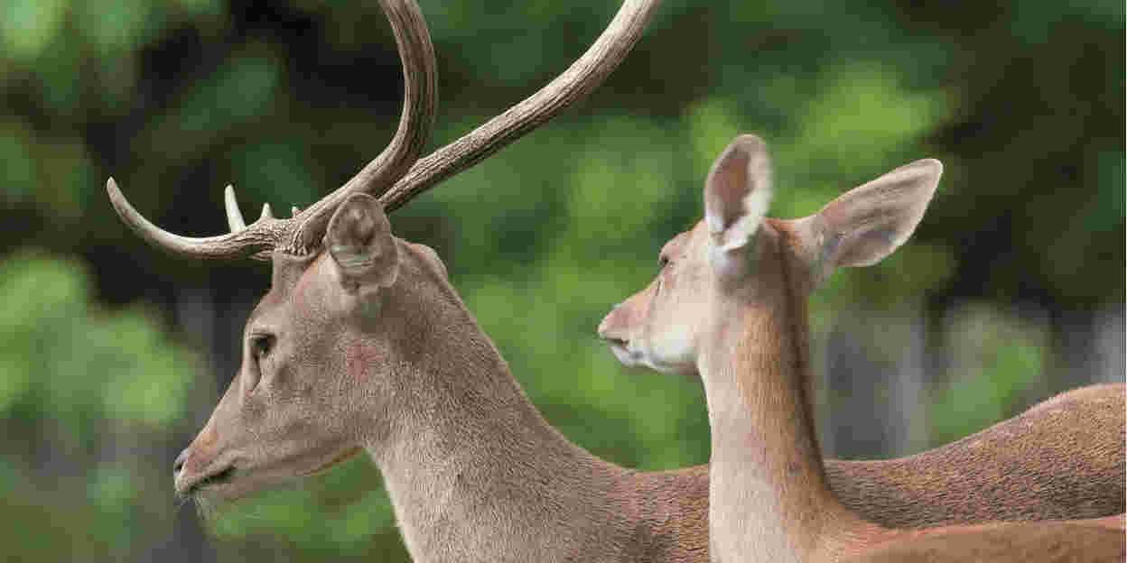 In the spotlight: Eld’s Deer