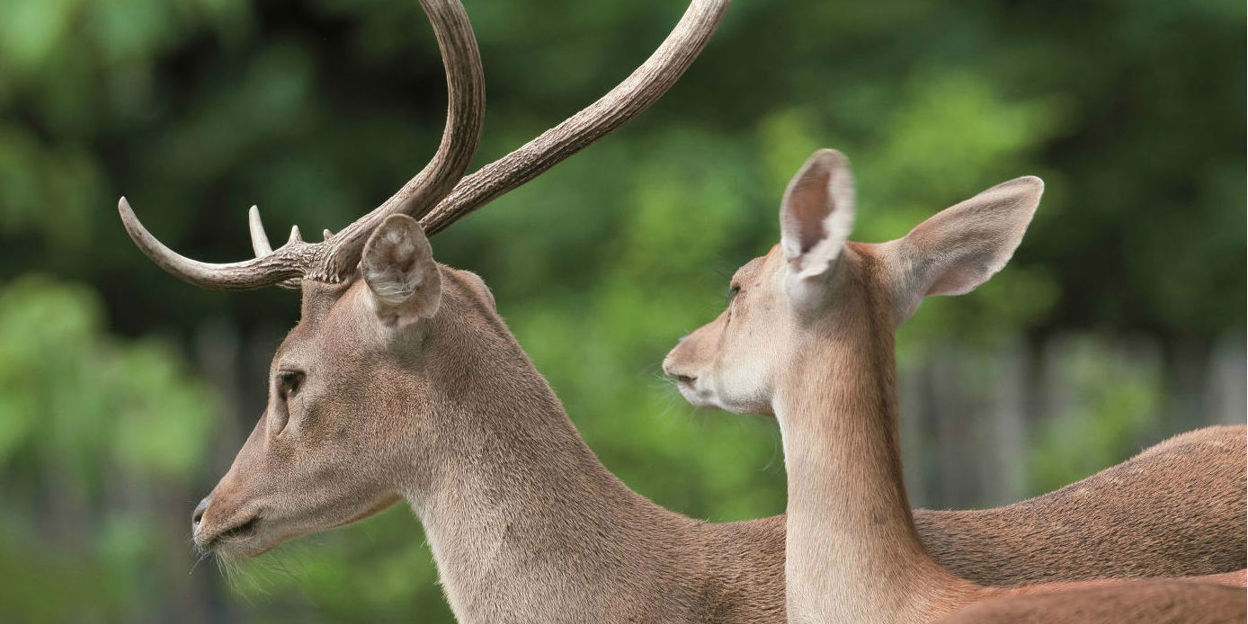 In the spotlight: Eld’s Deer