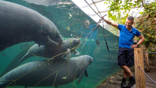 Manatees celebrate anniversary with tender branches