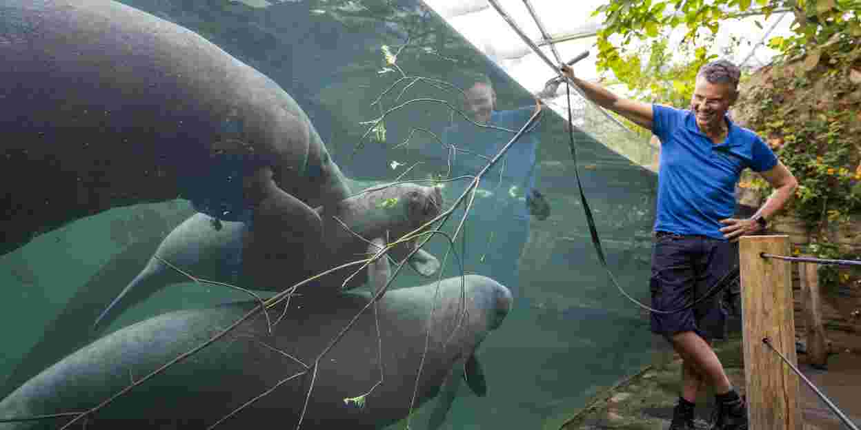 Manatees celebrate anniversary with tender branches
