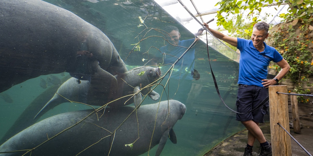 Manatees celebrate anniversary with tender branches