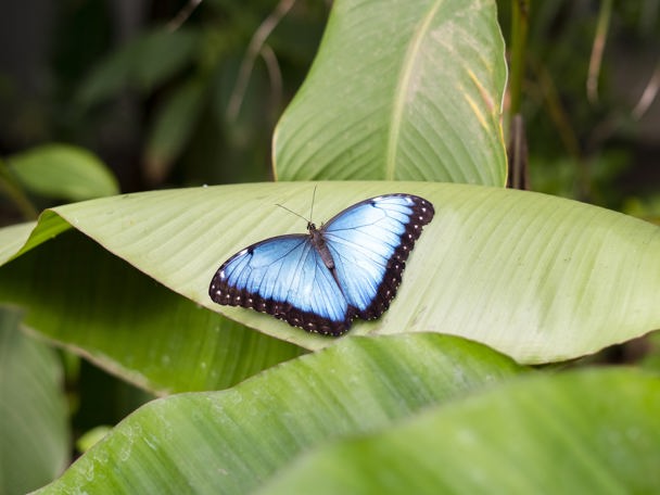 Enter the world of butterflies