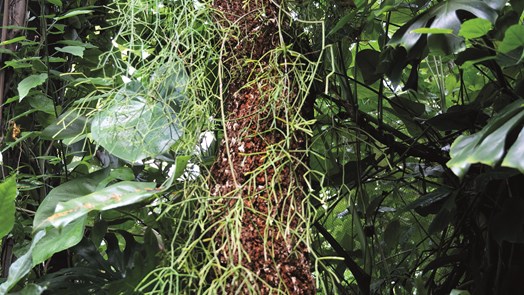 Rhipsalis, a tropical cactus