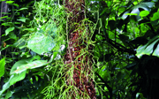 Rhipsalis, a tropical cactus