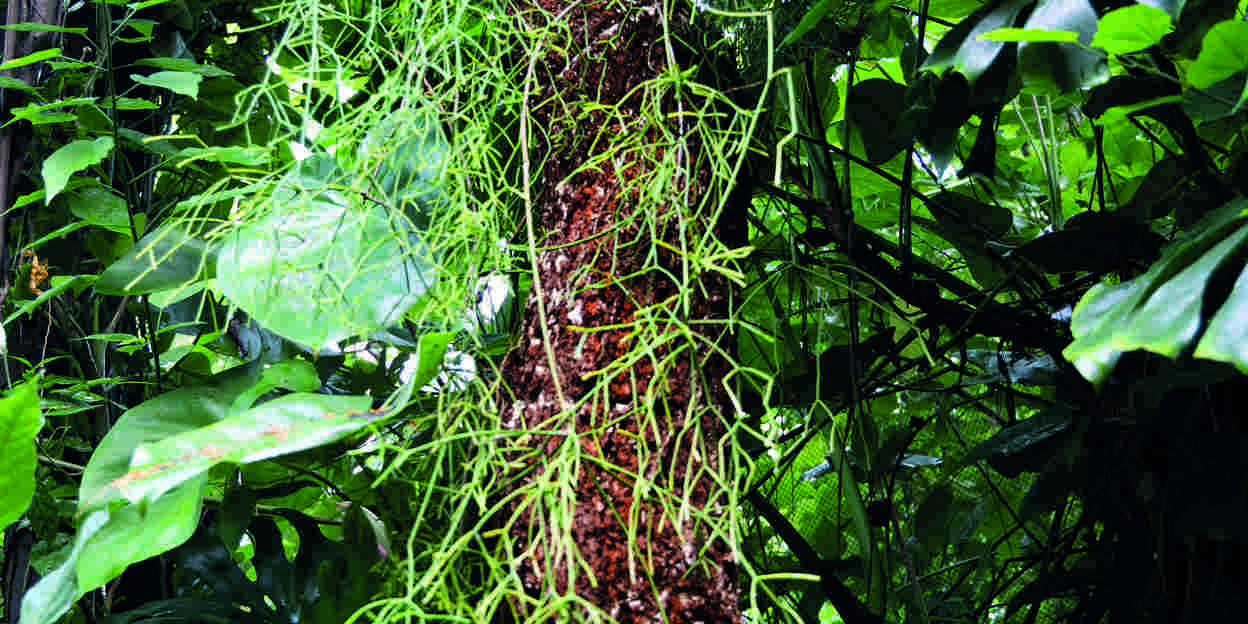 Rhipsalis, a tropical cactus
