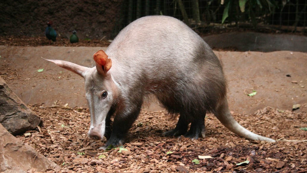 A rare sight at zoos: the aardvark