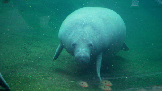 Livestream follows pregnant manatee