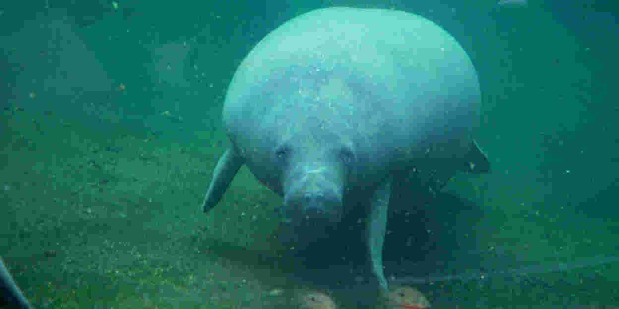 Livestream follows pregnant manatee