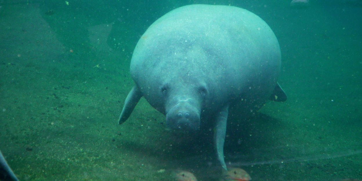Livestream follows pregnant manatee