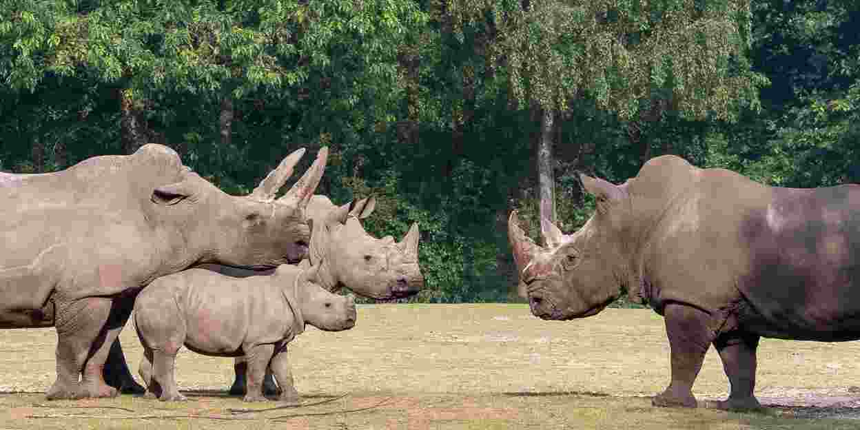 Courageous little rhino shows no fear and pushes its father around at the very first introduction
