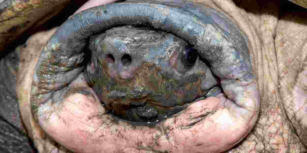 The amazing history of the Bornean River Turtle