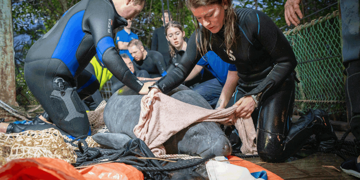 Arnhem manatee moves to Madrid