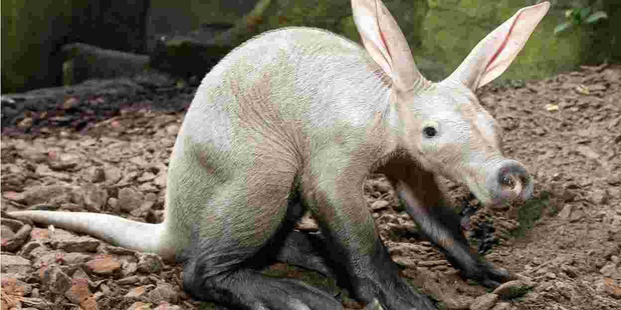 A rare sight at zoos: the aardvark