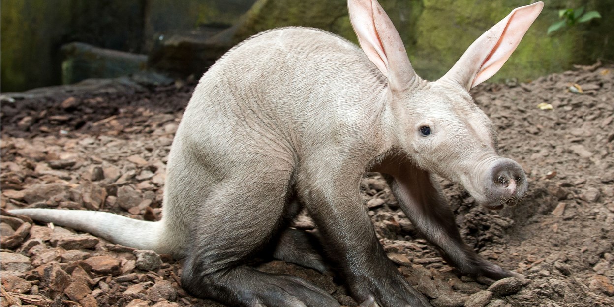 A rare sight at zoos: the aardvark