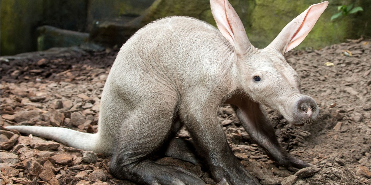 A rare sight at zoos: the aardvark A rare sight at zoos: the aardvark