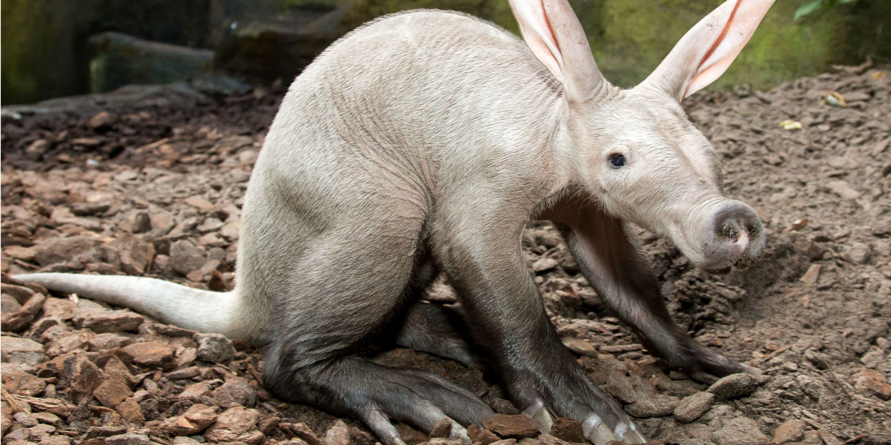 A rare sight at zoos: the aardvark
