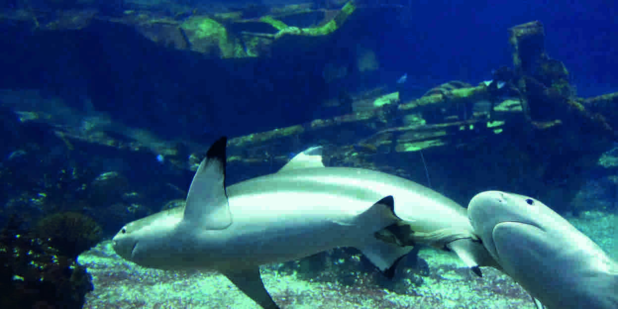 A blacktip reef shark pup!