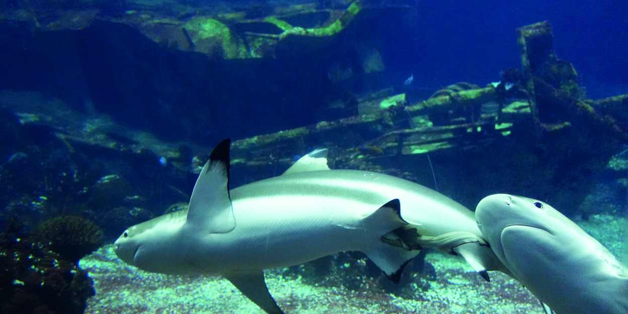 A blacktip reef shark pup!