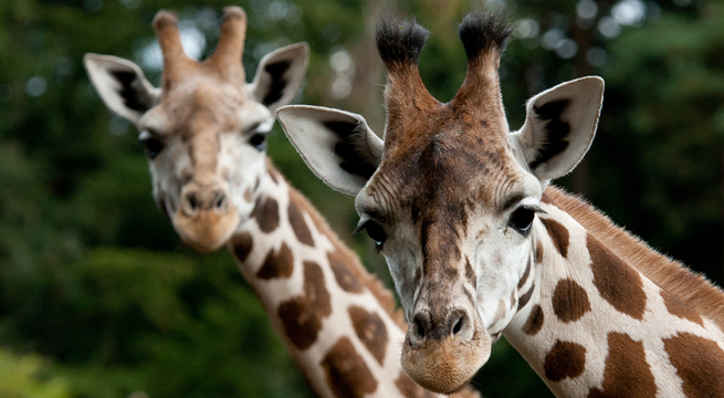 Very Fat Giraffes