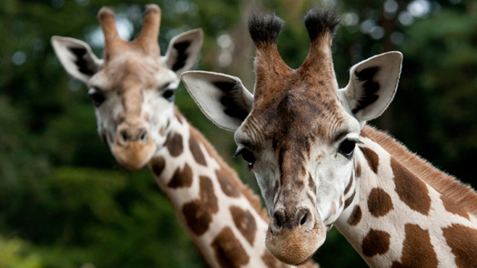 Special transport: giraffe